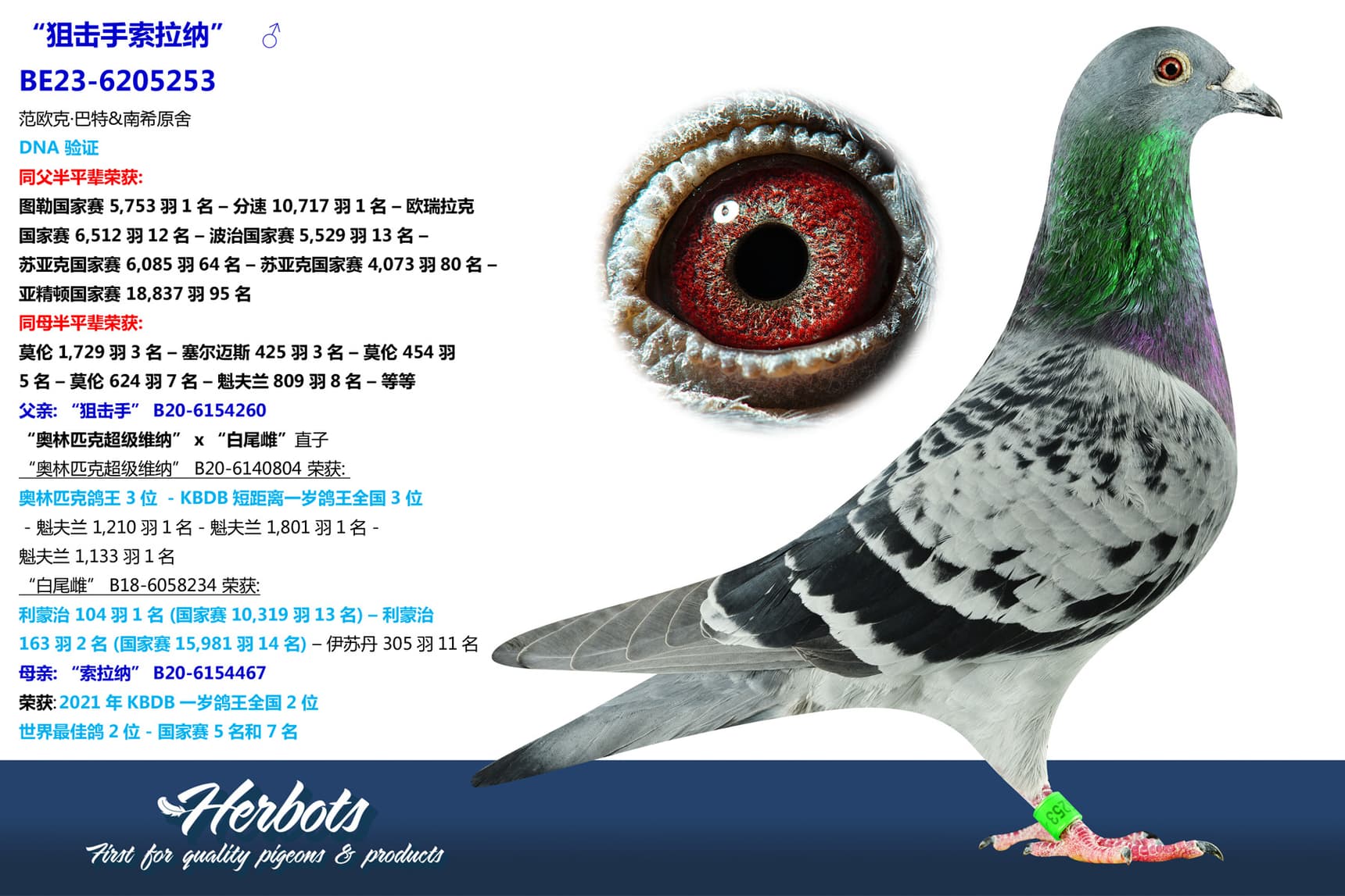 pigeon: undefined