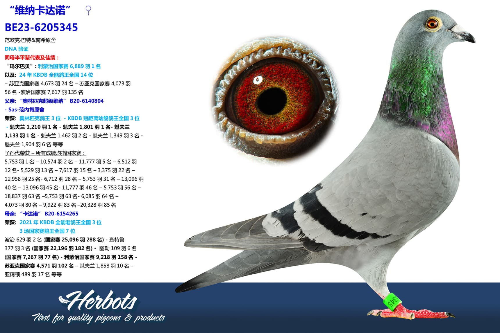 pigeon: undefined