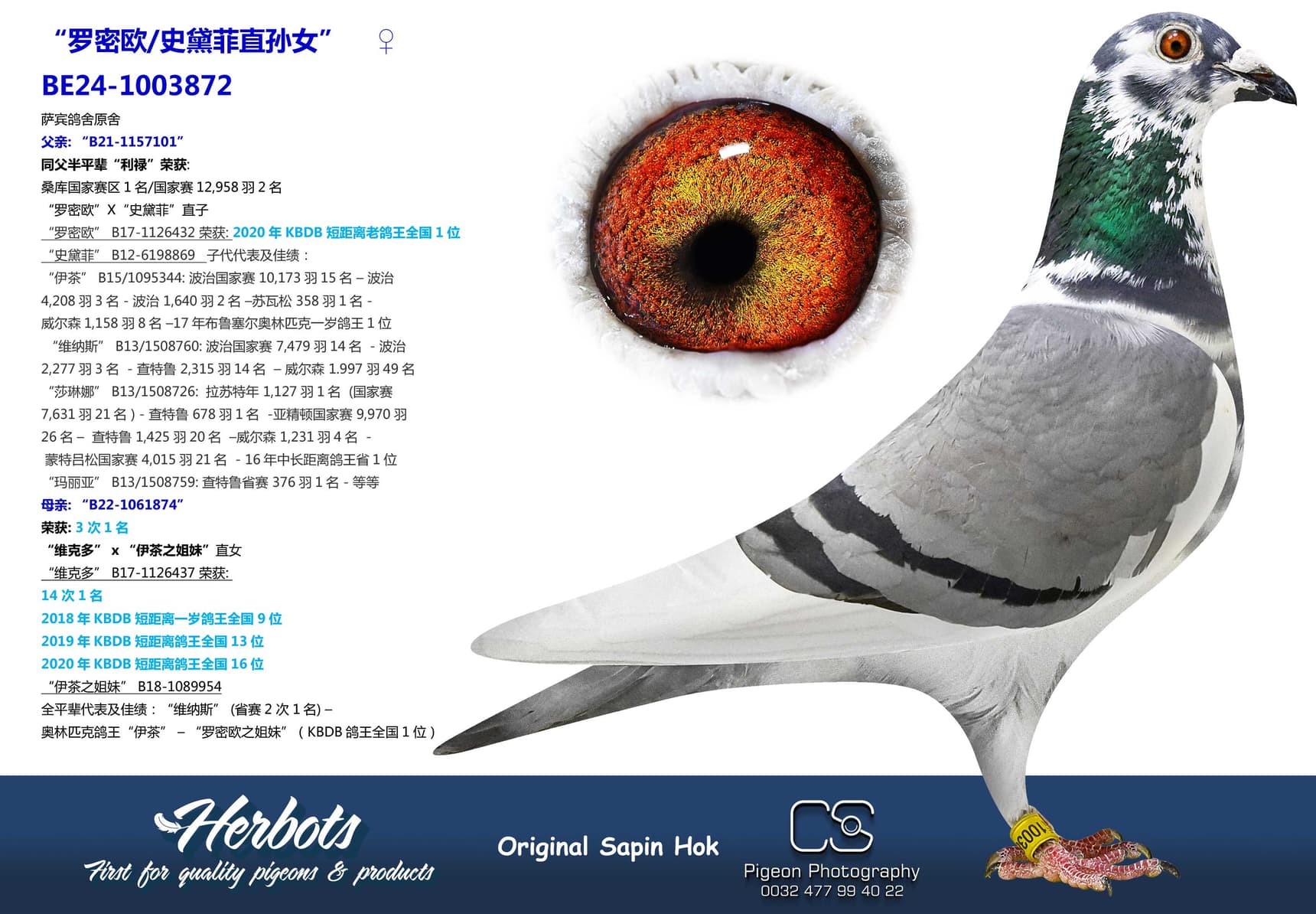 pigeon: undefined