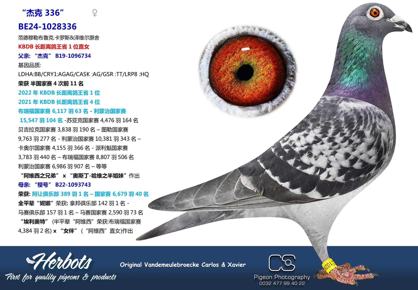 pigeon: undefined