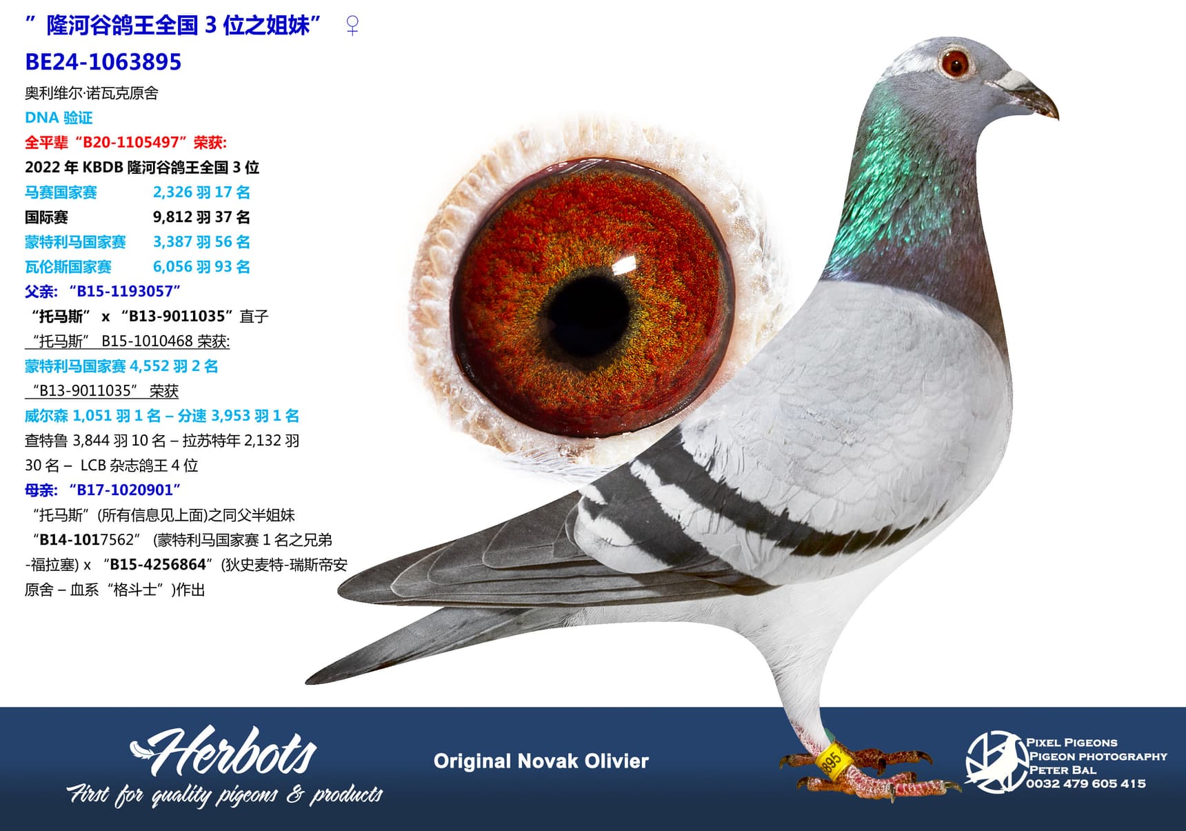 pigeon: undefined