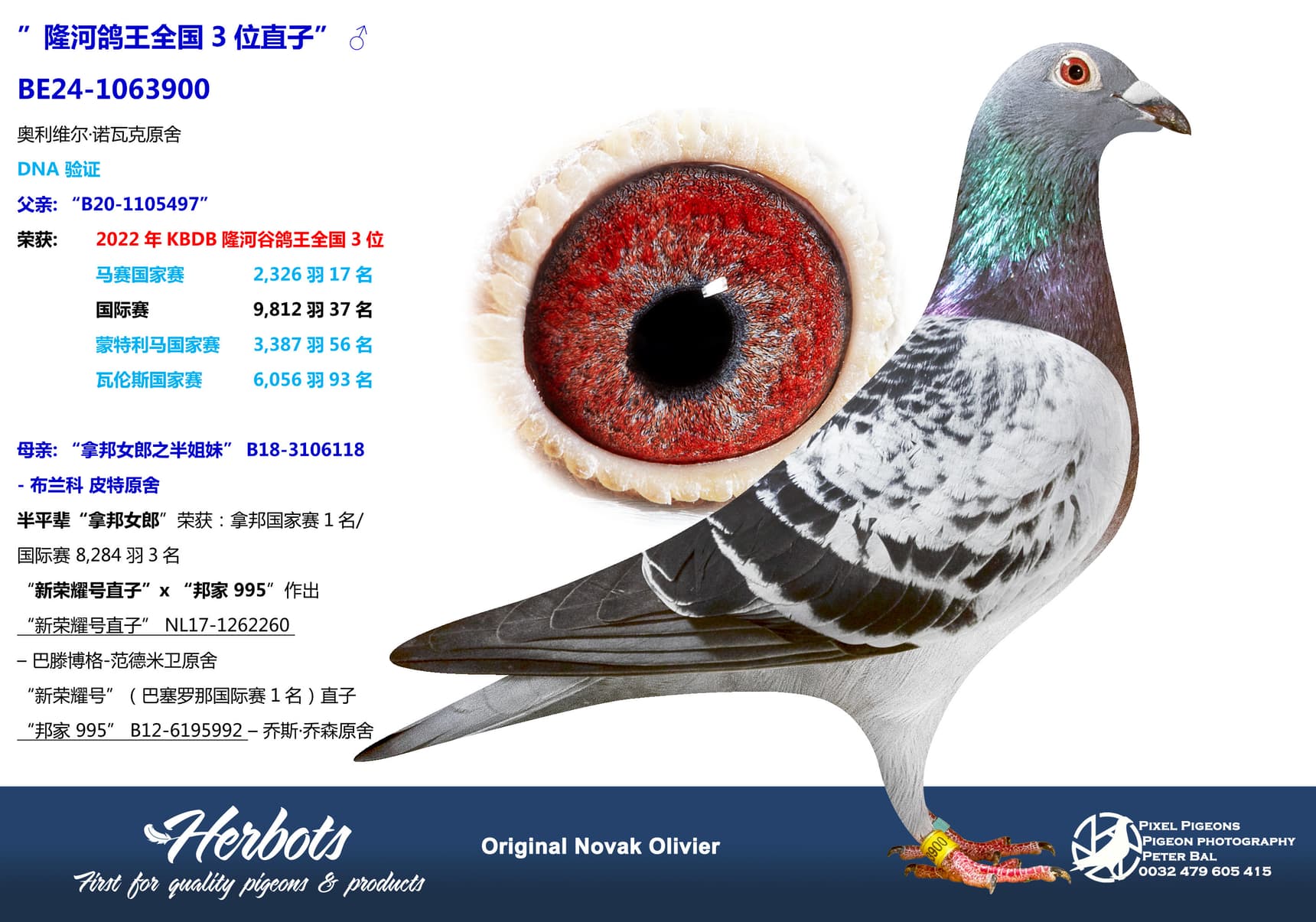 pigeon: undefined