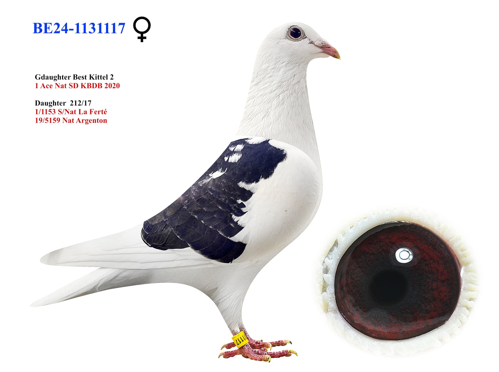 ‘Son Best Kittel II’ x ‘A.T. Breeding loft’