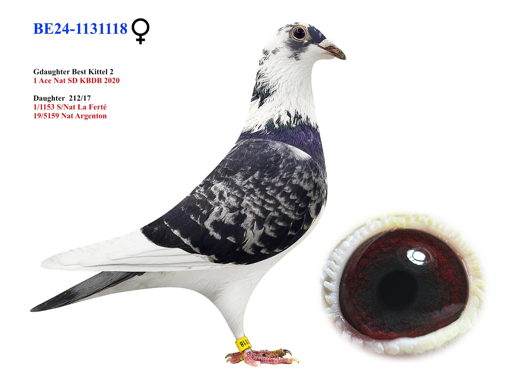 ‘Son Best Kittel II’ x ‘A.T. Breeding loft’