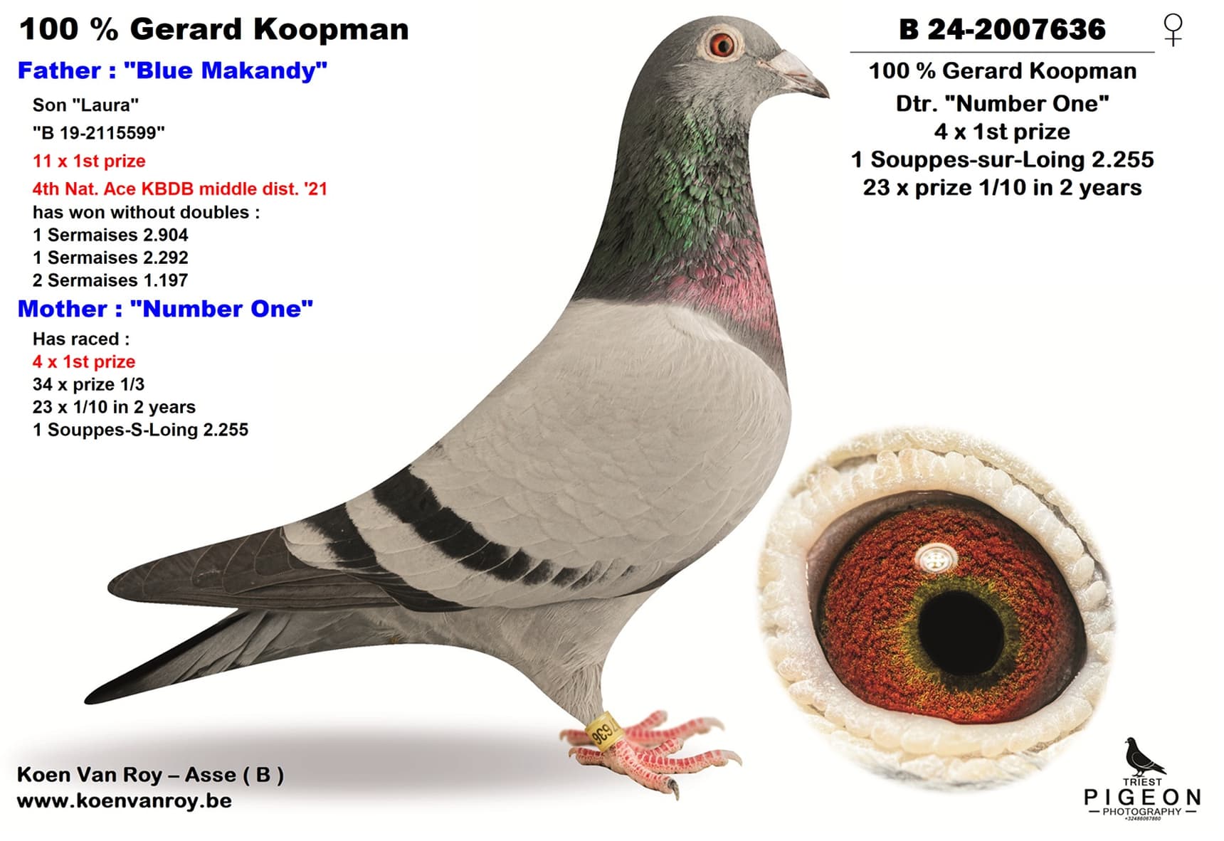 100% Gerard Koopman - Inbred ‘Kleine Dirk’