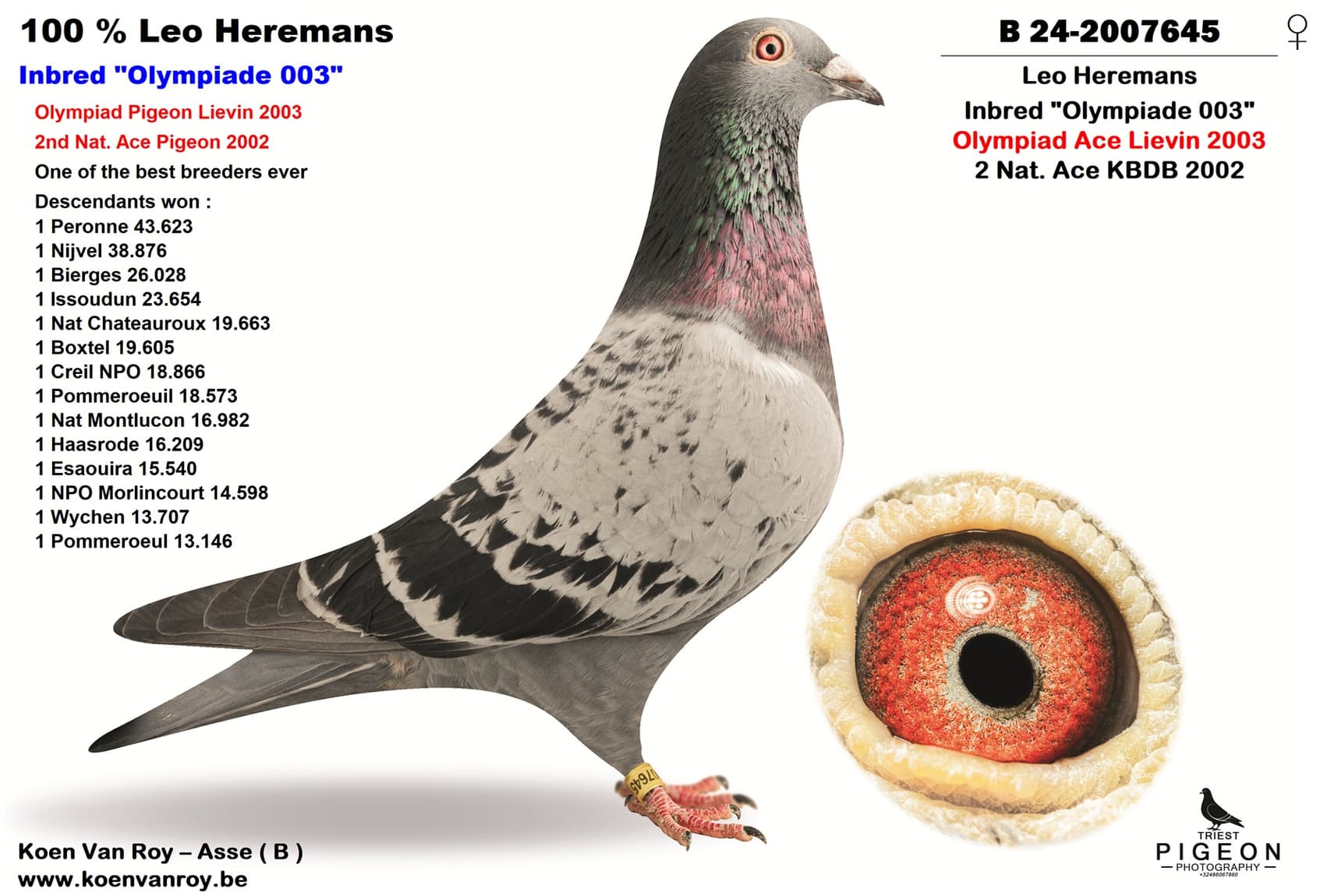 Inbred ‘Olympiade 003’