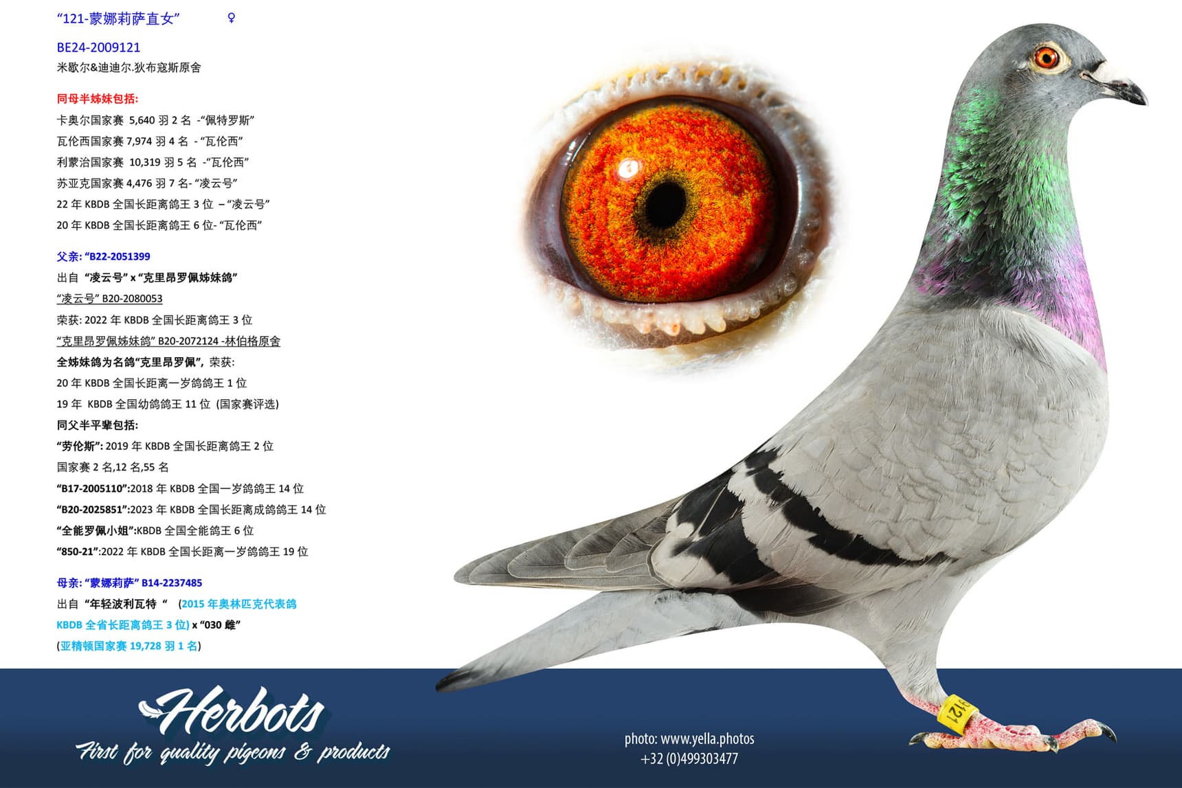 pigeon: undefined
