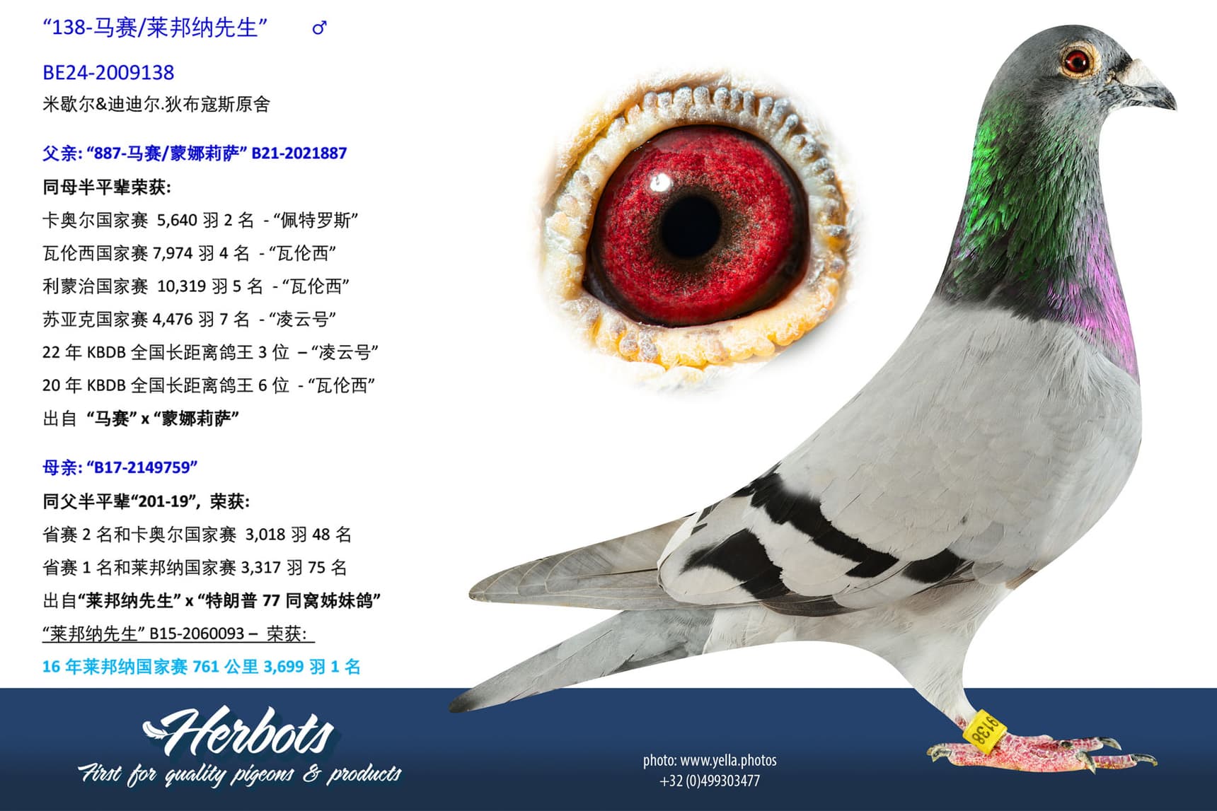 pigeon: undefined