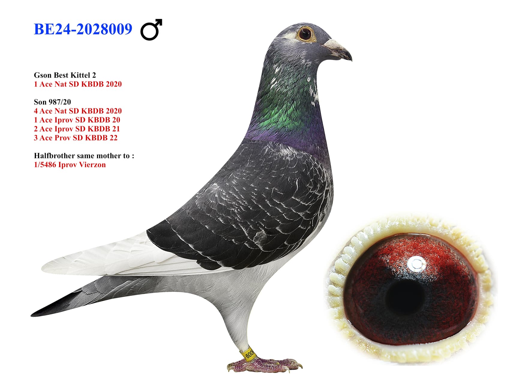 ‘Son Best Kittel II’ x ‘A.T. Breeding loft’