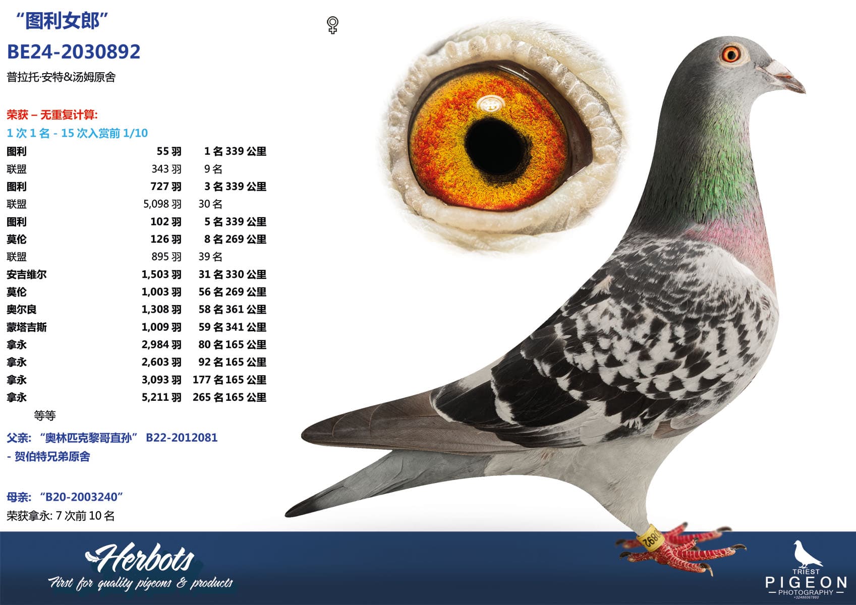 pigeon: undefined