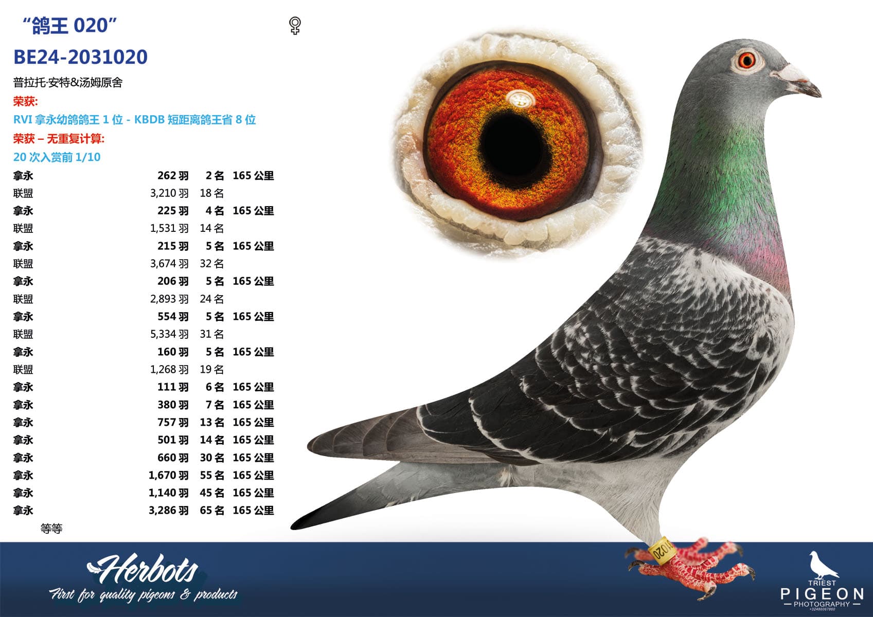 pigeon: undefined