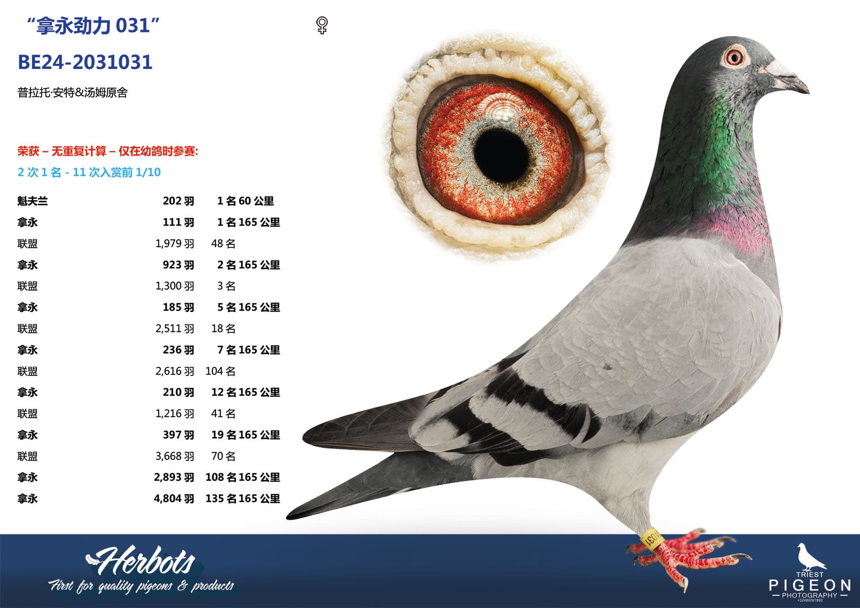 pigeon: undefined