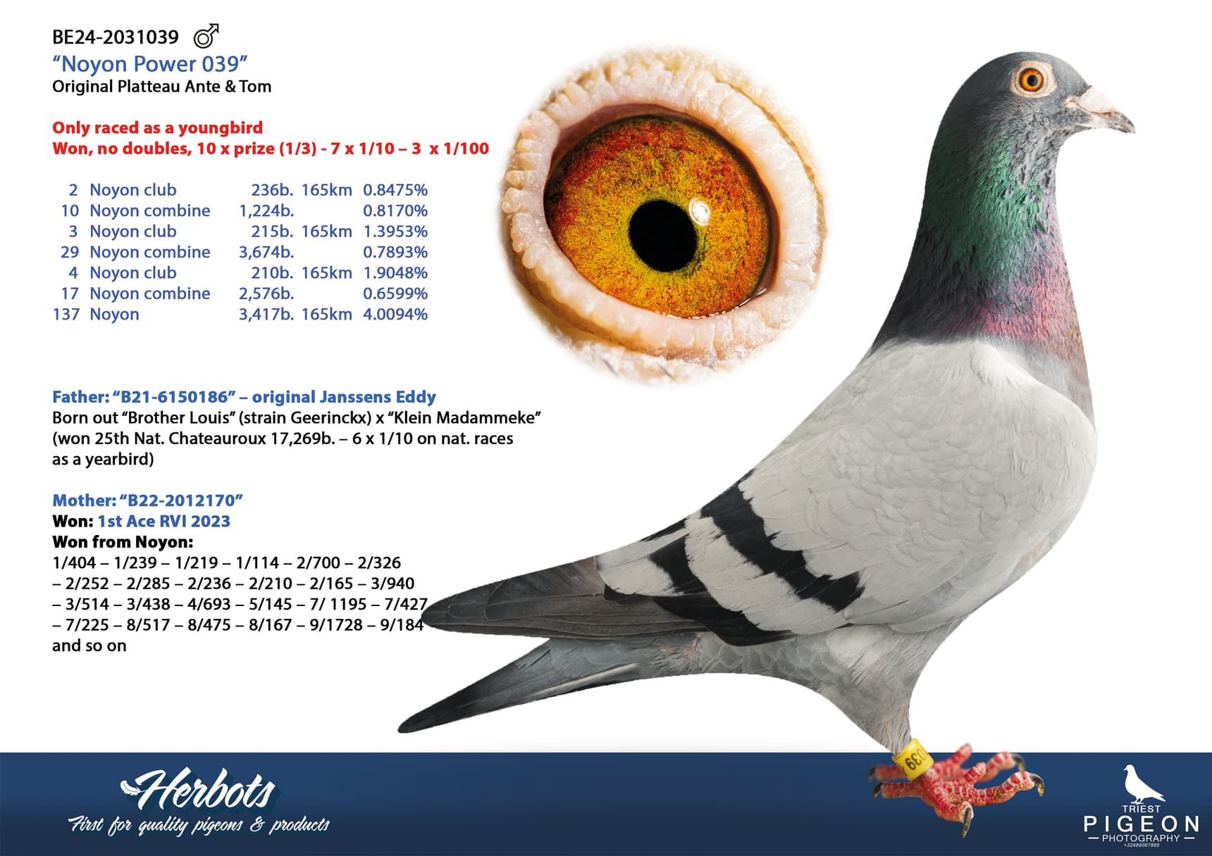 pigeon: undefined