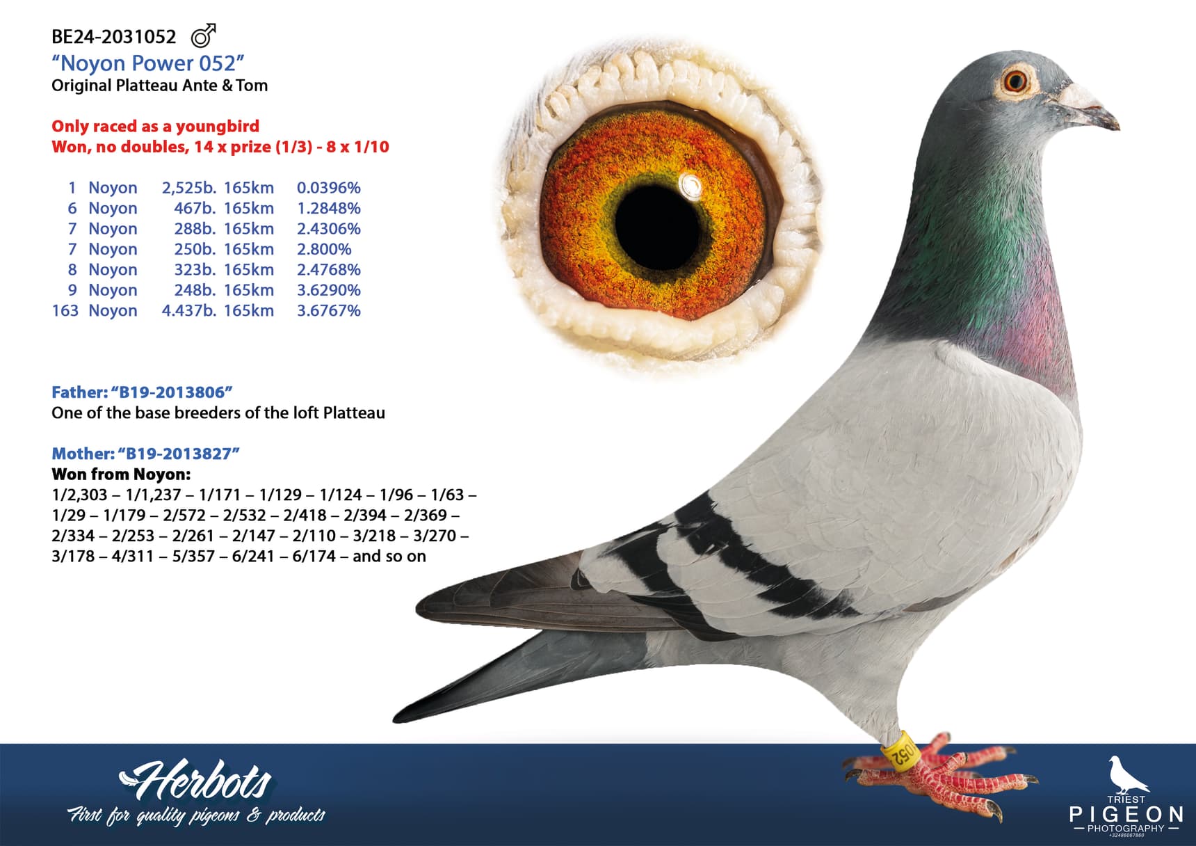 pigeon: undefined