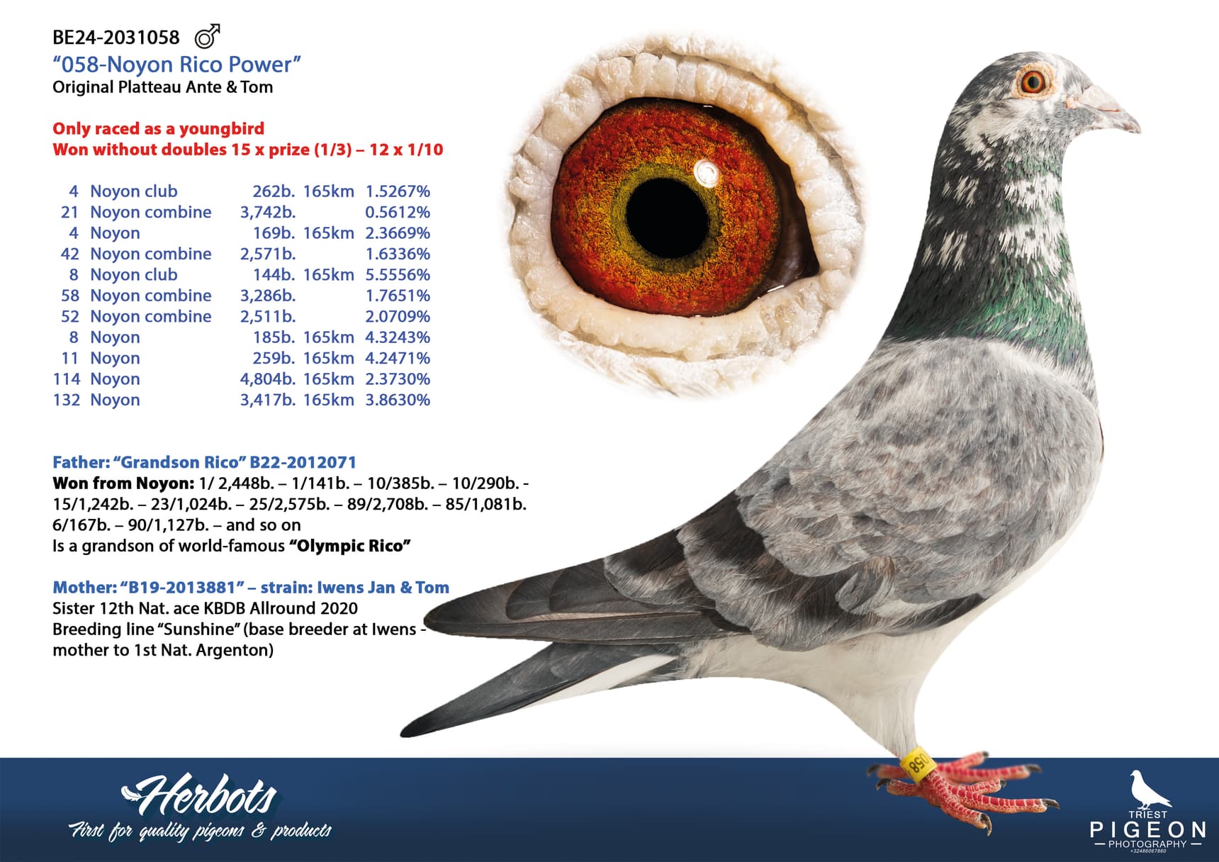 pigeon: undefined