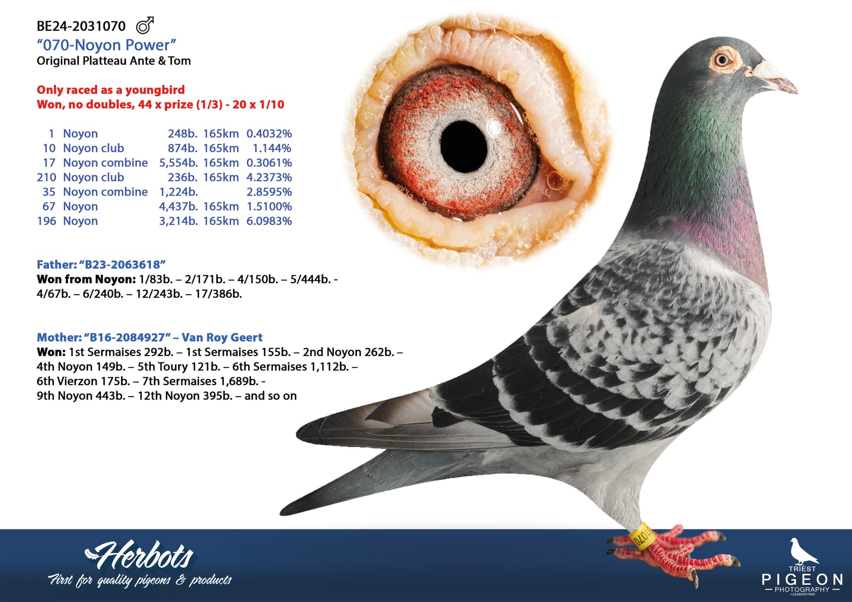 pigeon: undefined