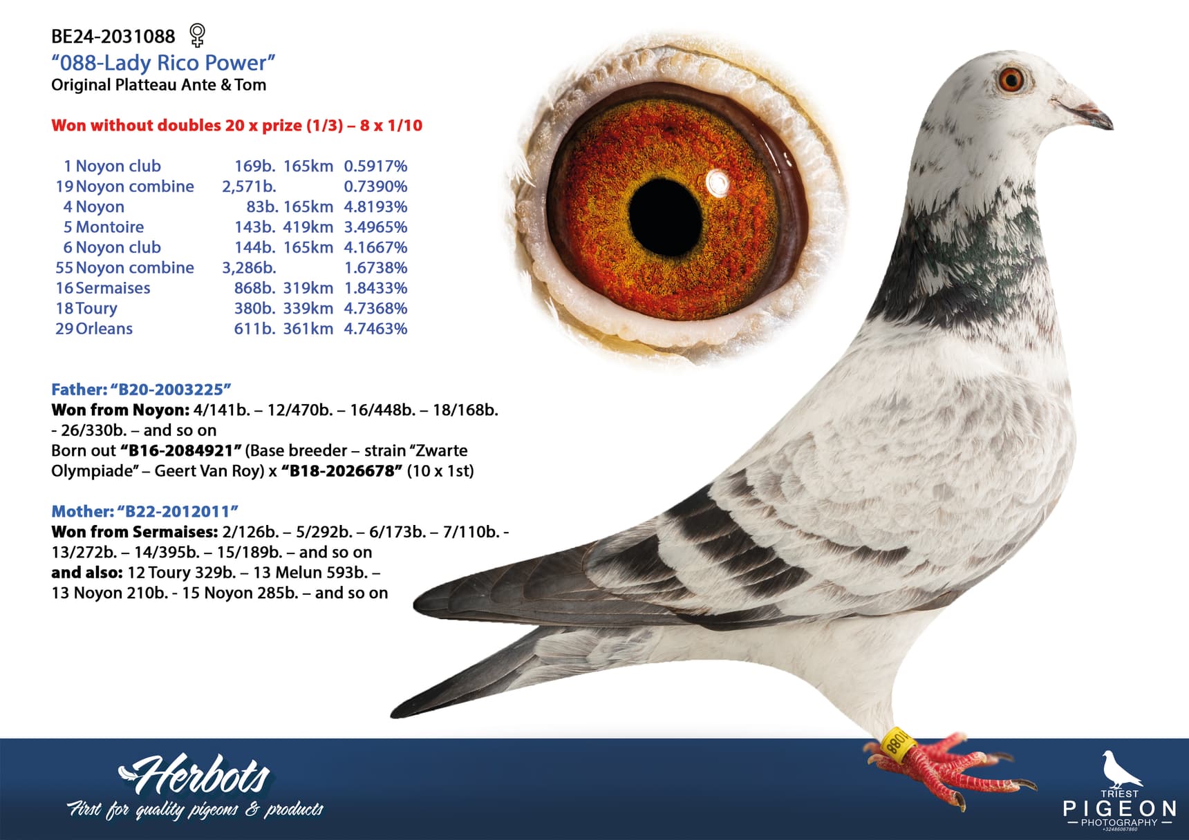 pigeon: undefined