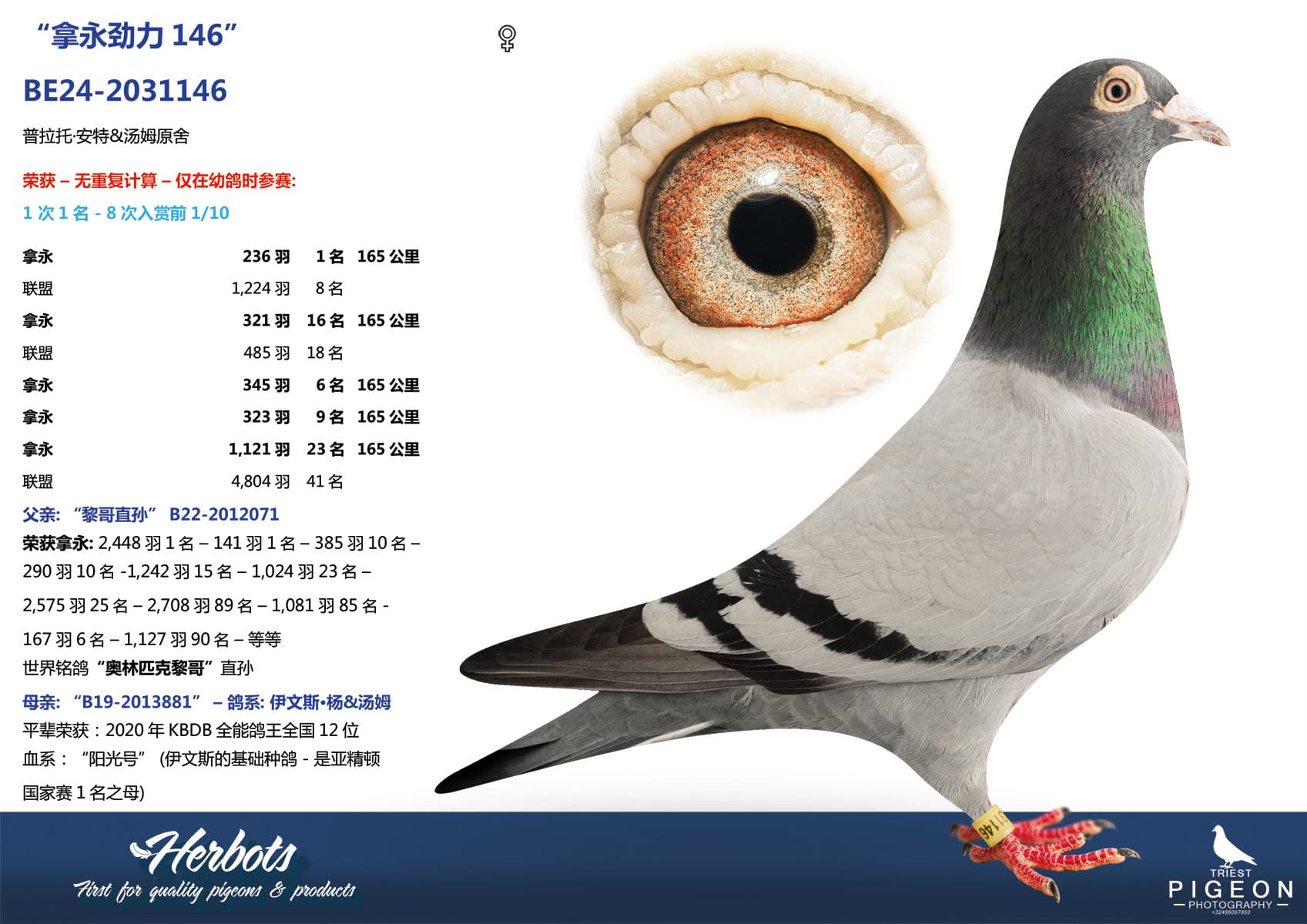 pigeon: undefined