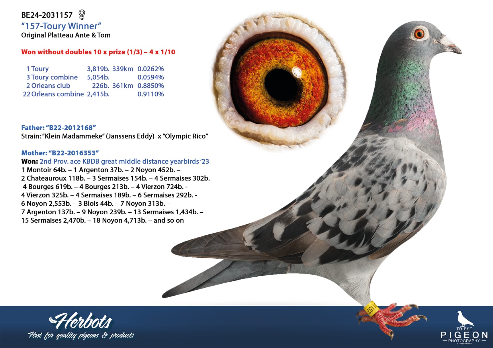 pigeon: undefined