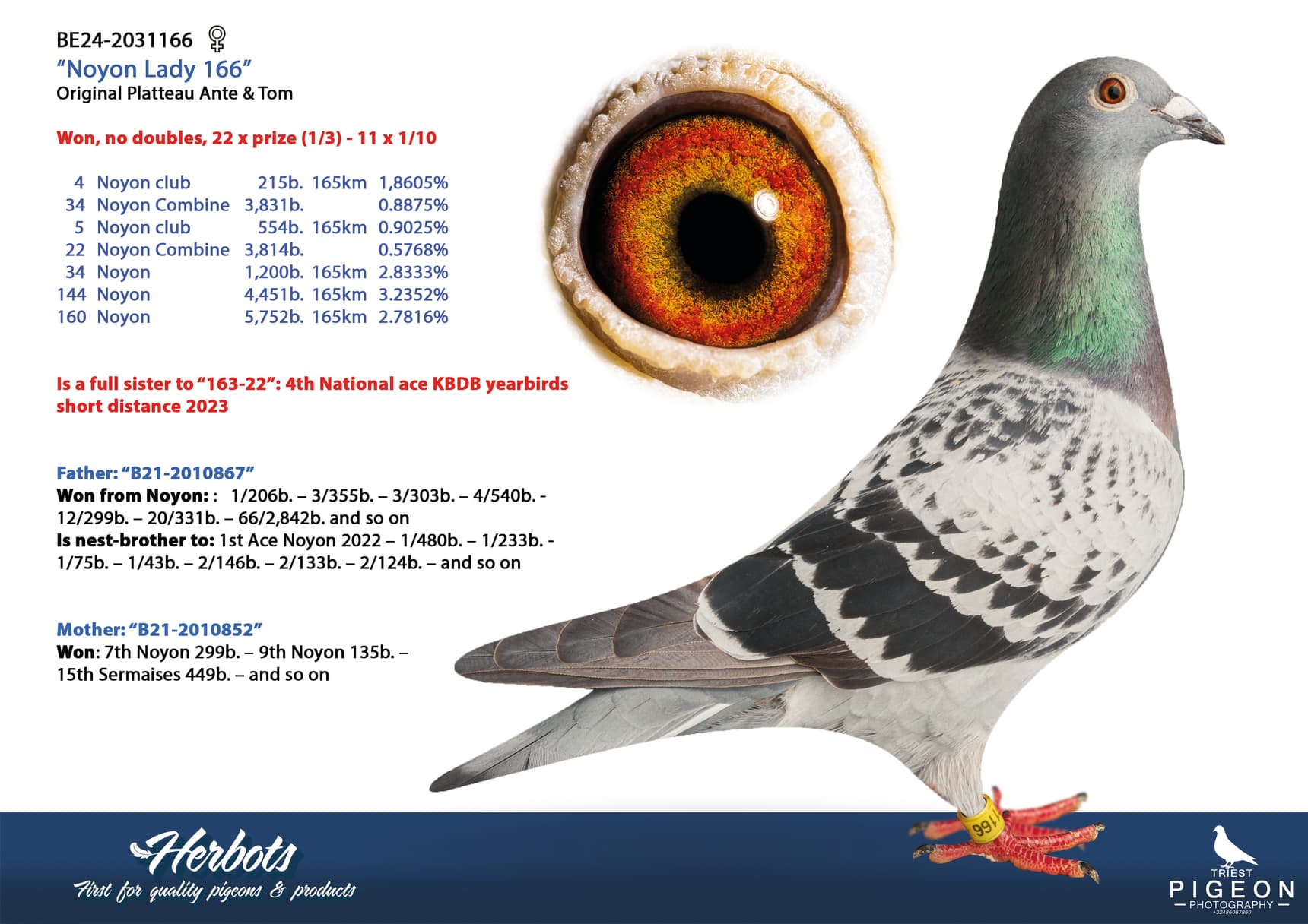 pigeon: undefined