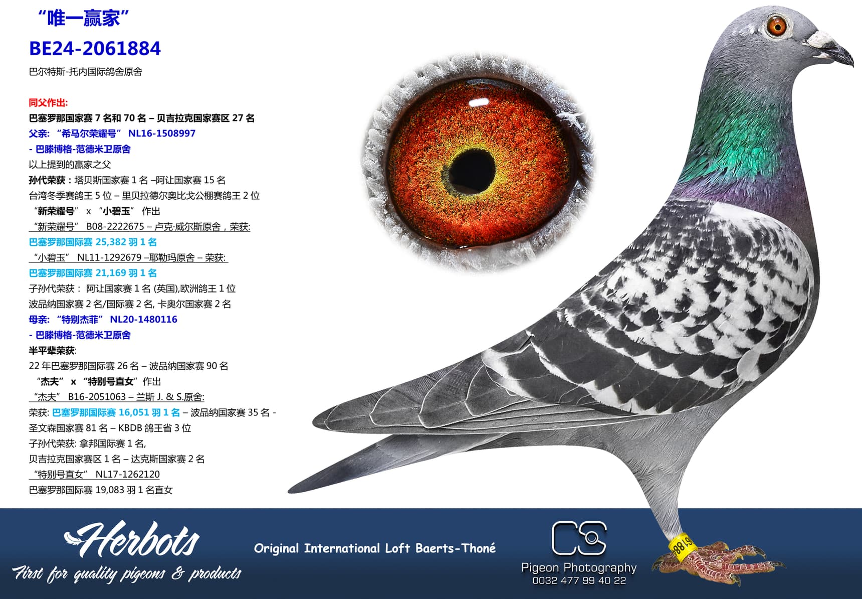 pigeon: undefined