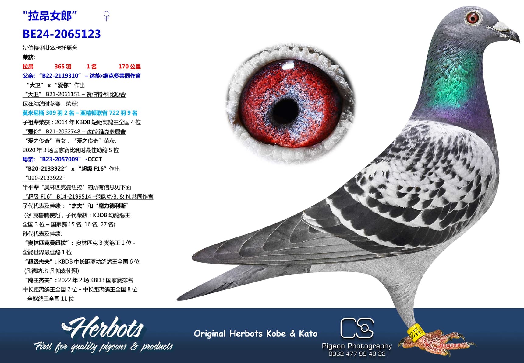 pigeon: undefined