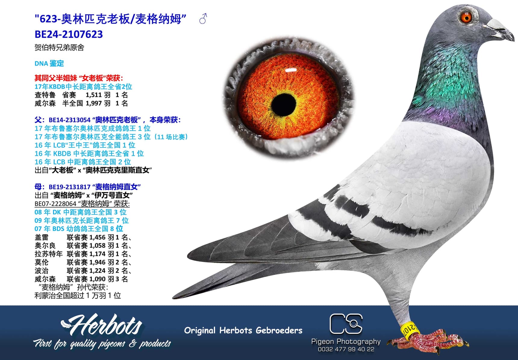 pigeon: undefined