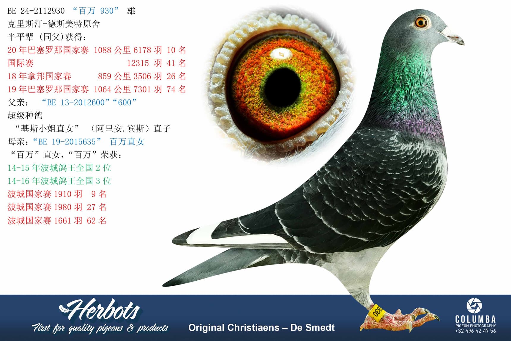 pigeon: “百万 930”