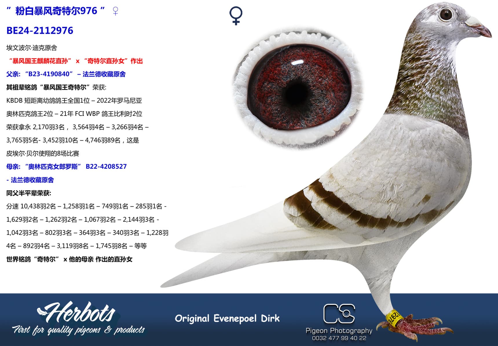 pigeon: ”粉白暴风奇特尔976 ”