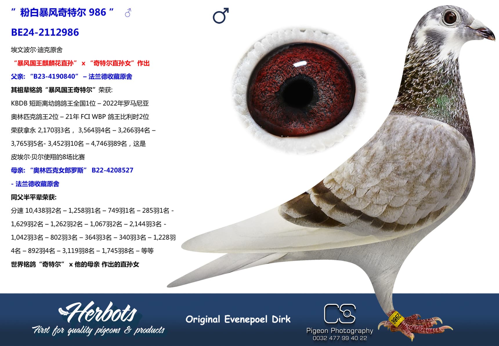 pigeon: ”粉白暴风奇特尔 986 ”