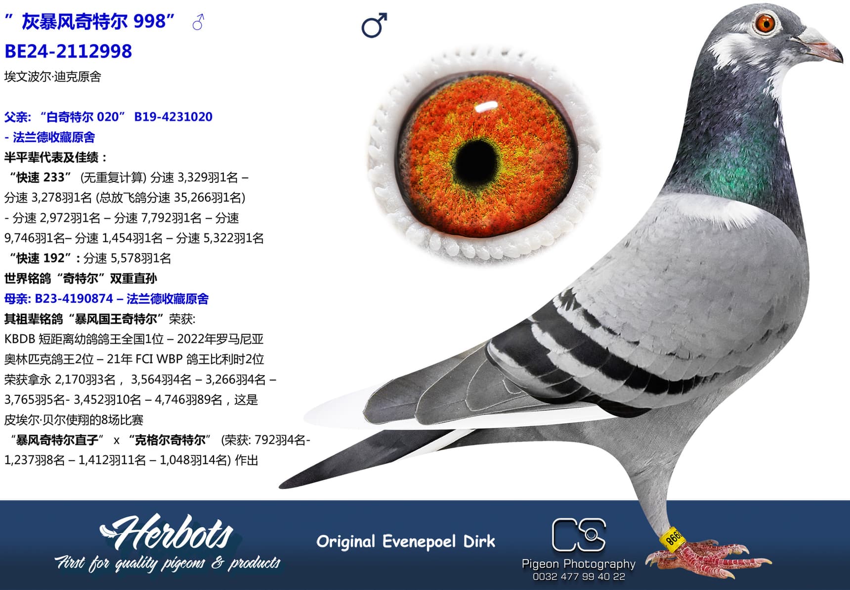 pigeon: ”灰暴风奇特尔 998”
