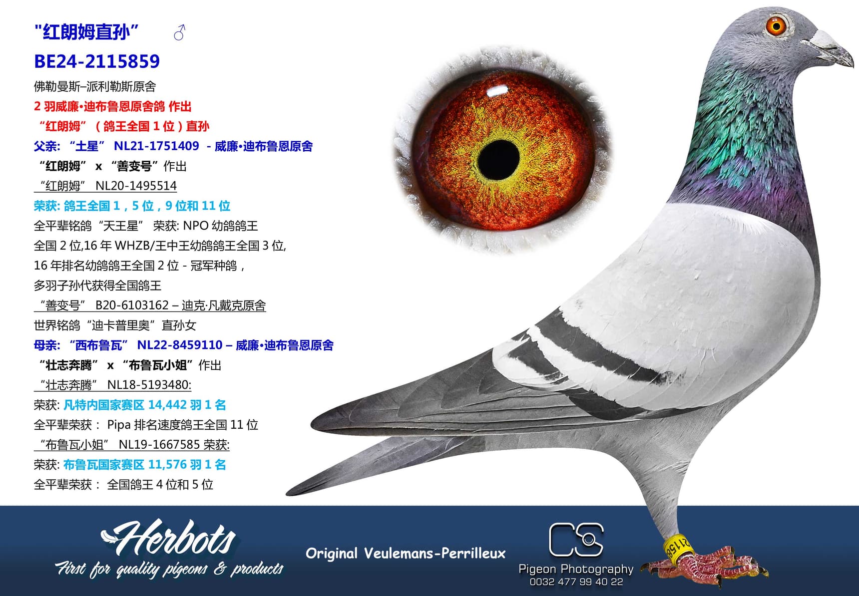 pigeon: undefined