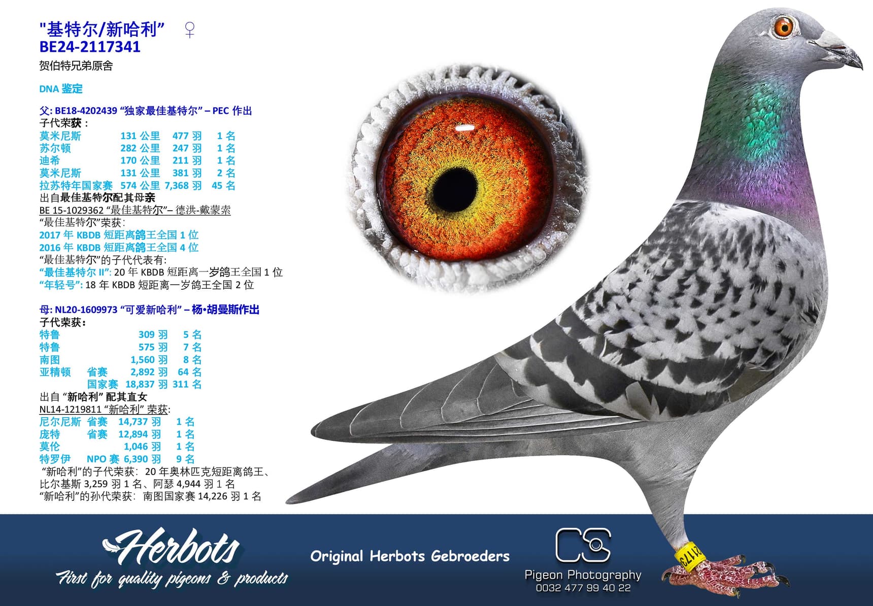 pigeon: undefined