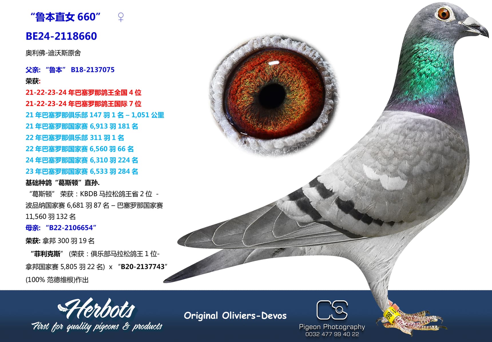 pigeon: undefined
