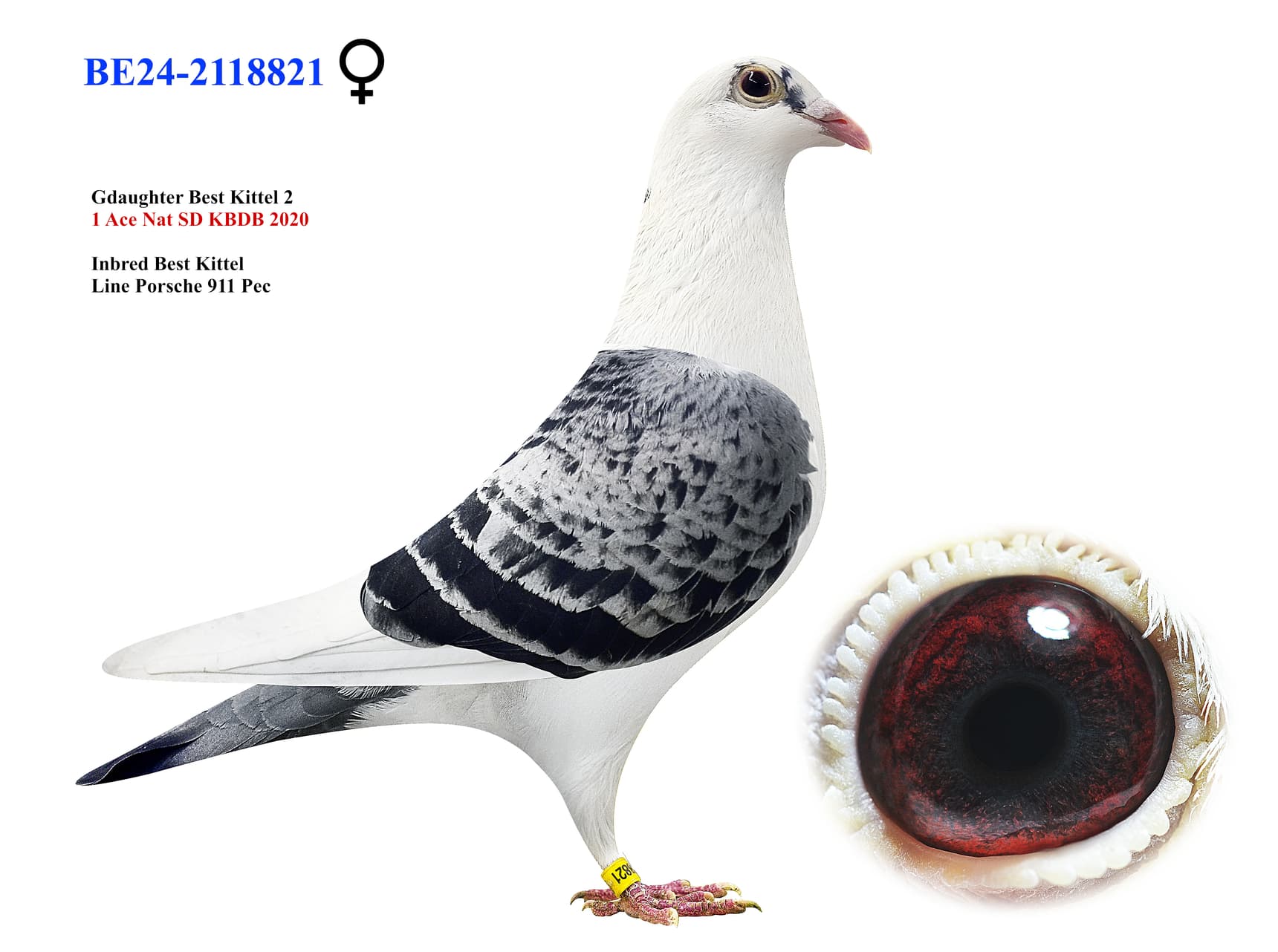 ‘Son Best Kittel II’ x ‘Porsche Kittel’