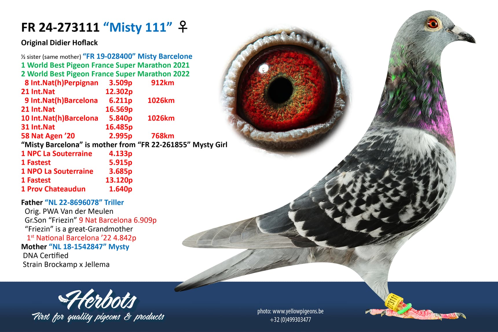 pigeon: undefined