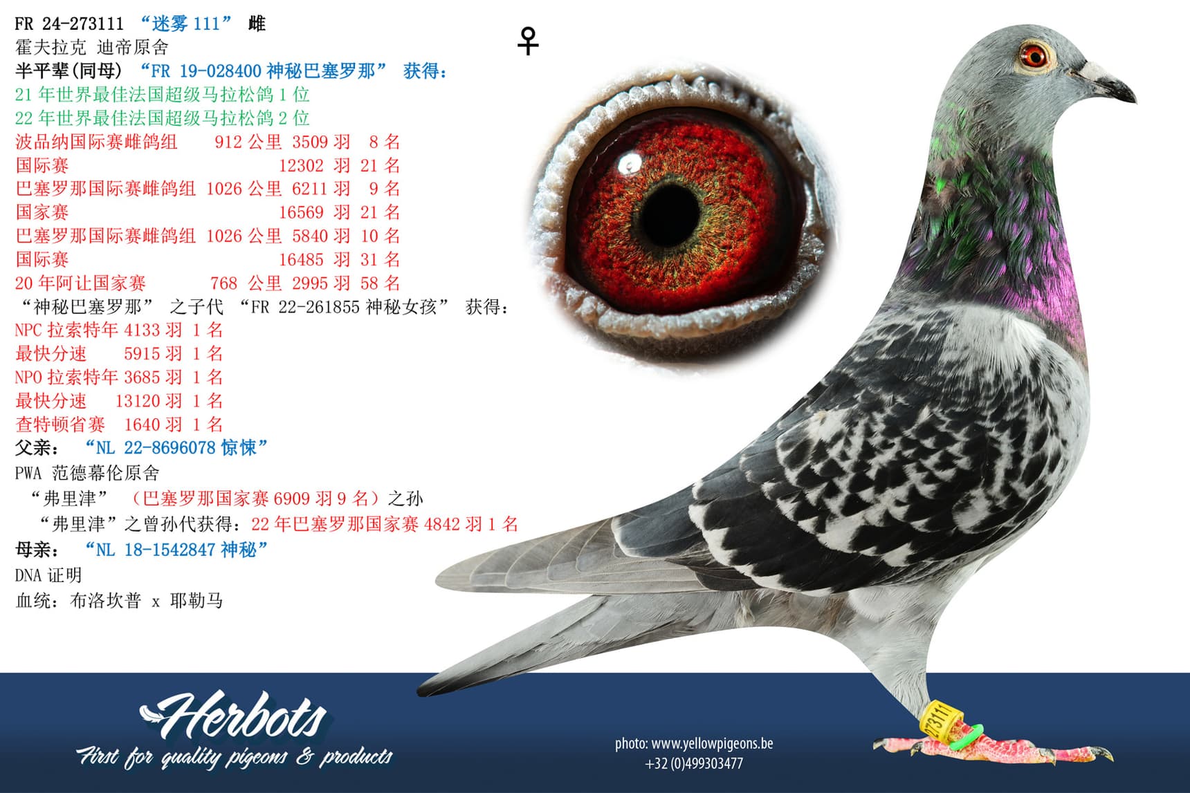 pigeon: undefined