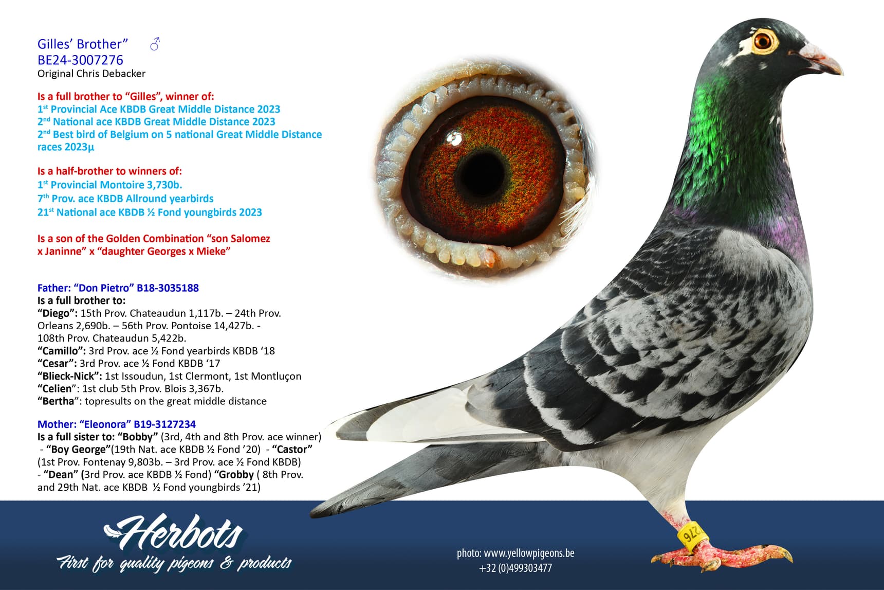 pigeon: undefined