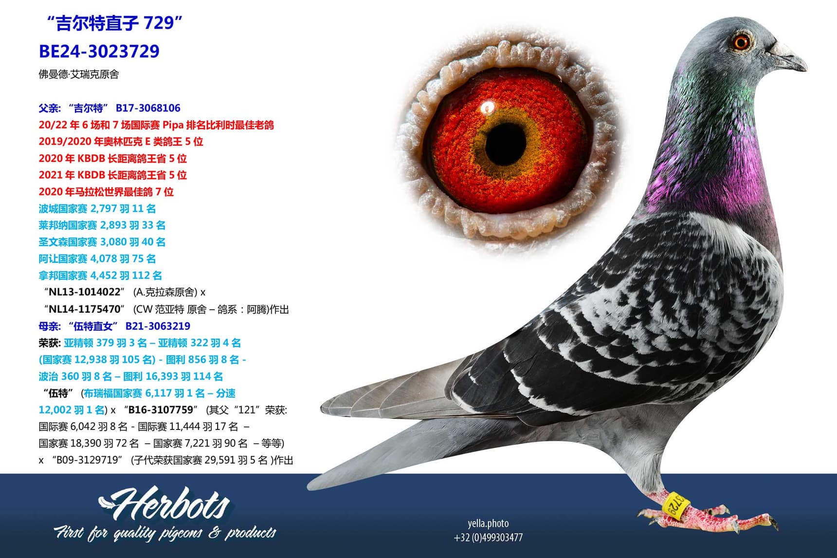 pigeon: undefined