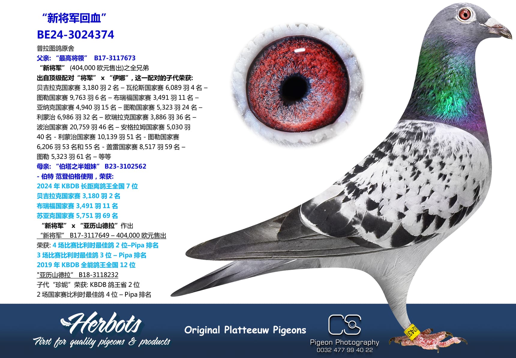 pigeon: undefined
