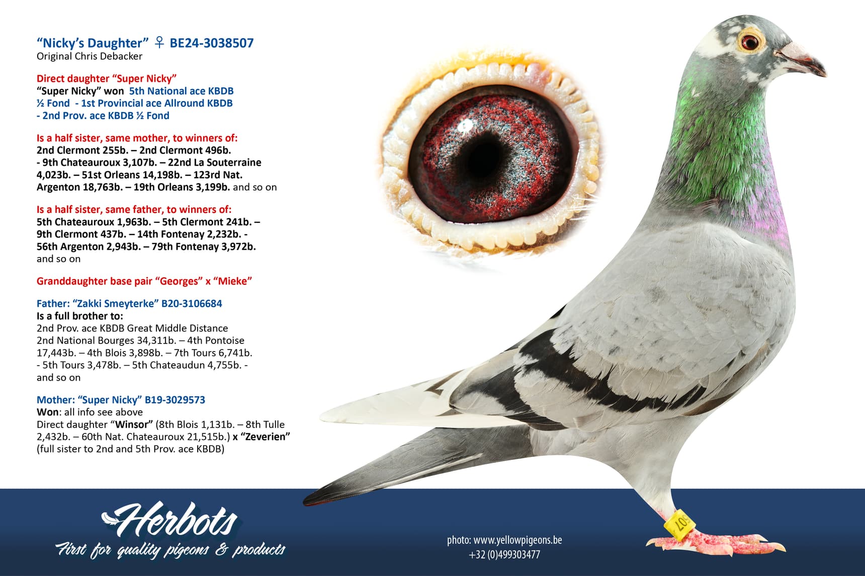 pigeon: undefined