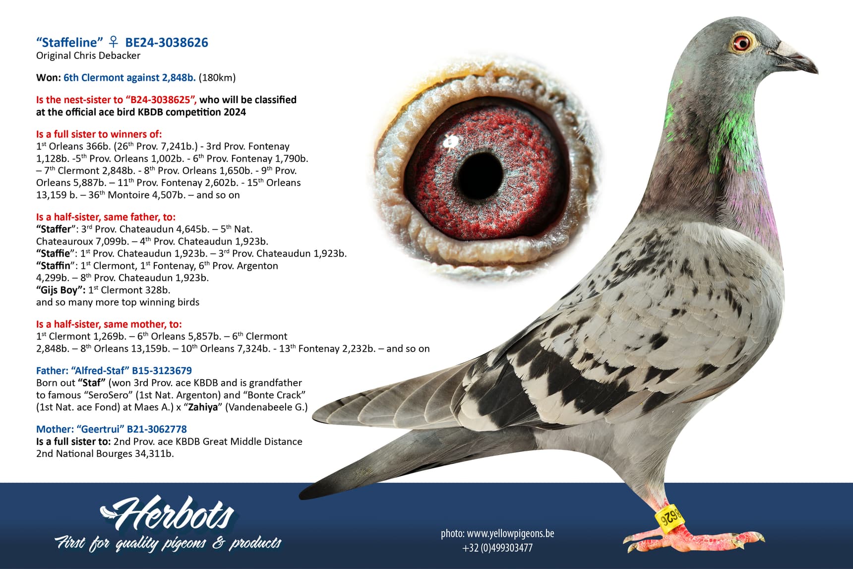 pigeon: undefined