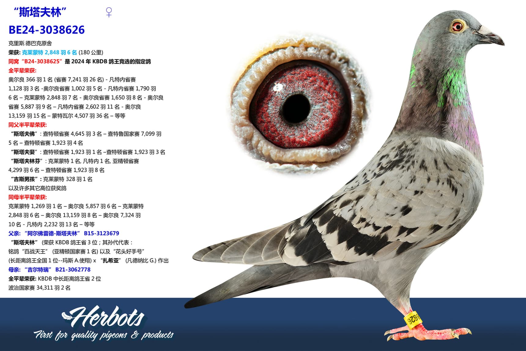 pigeon: undefined