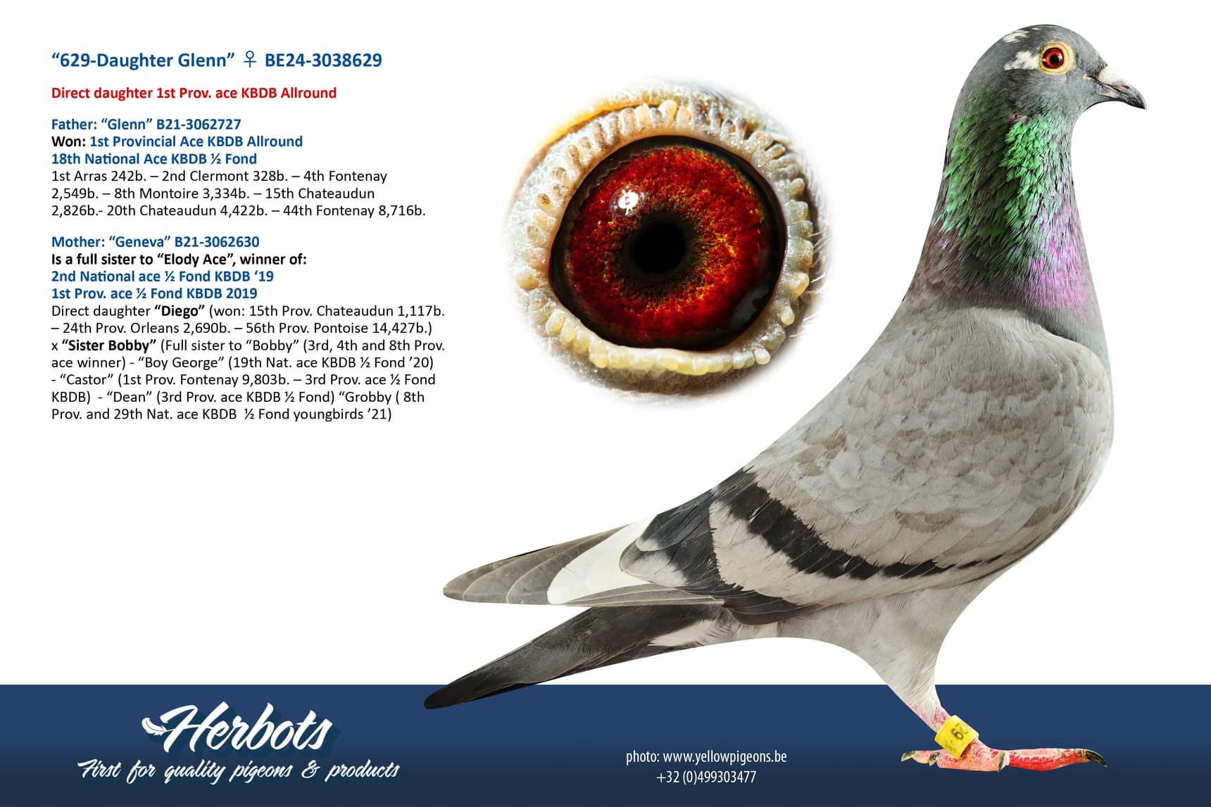 pigeon: undefined