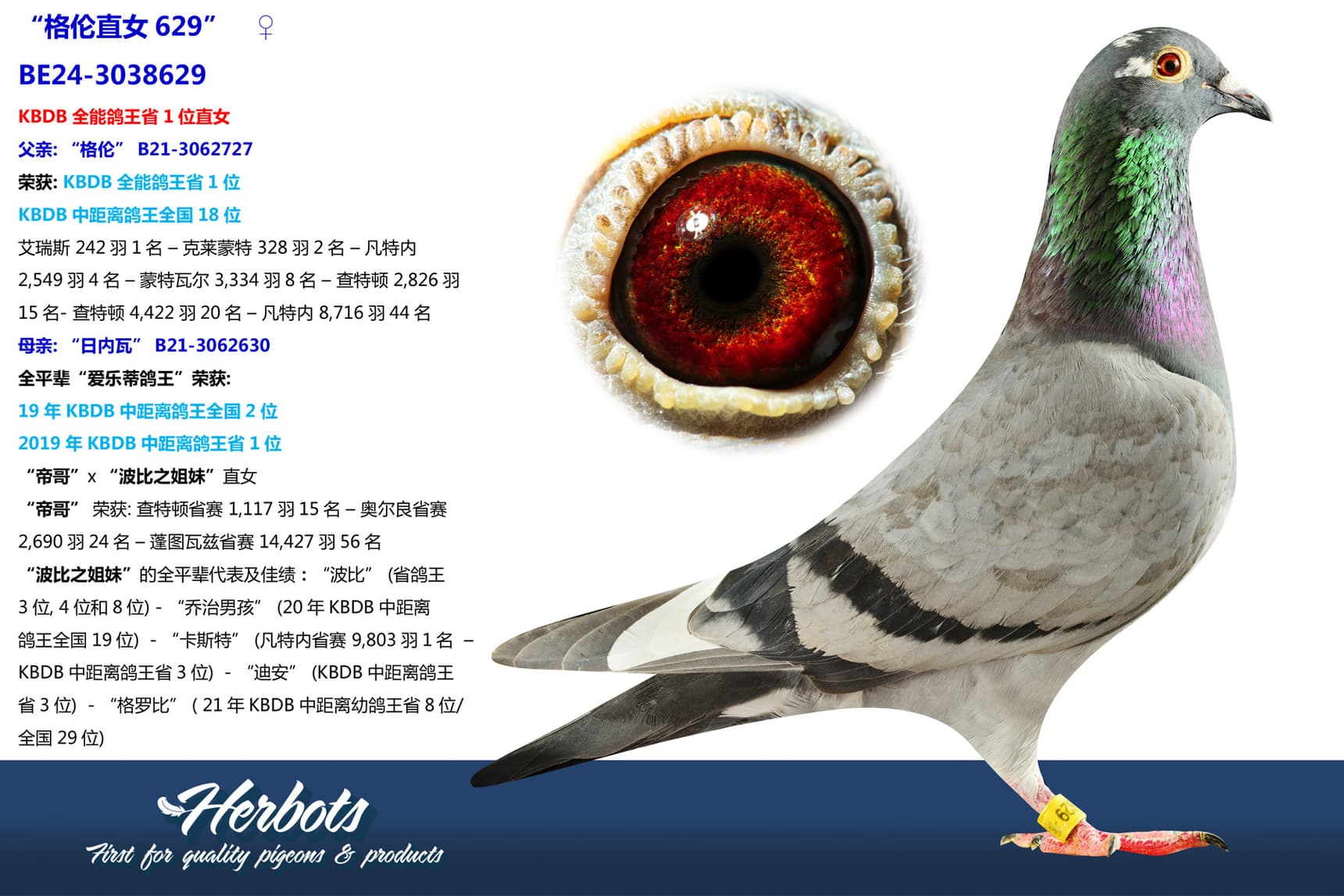 pigeon: undefined