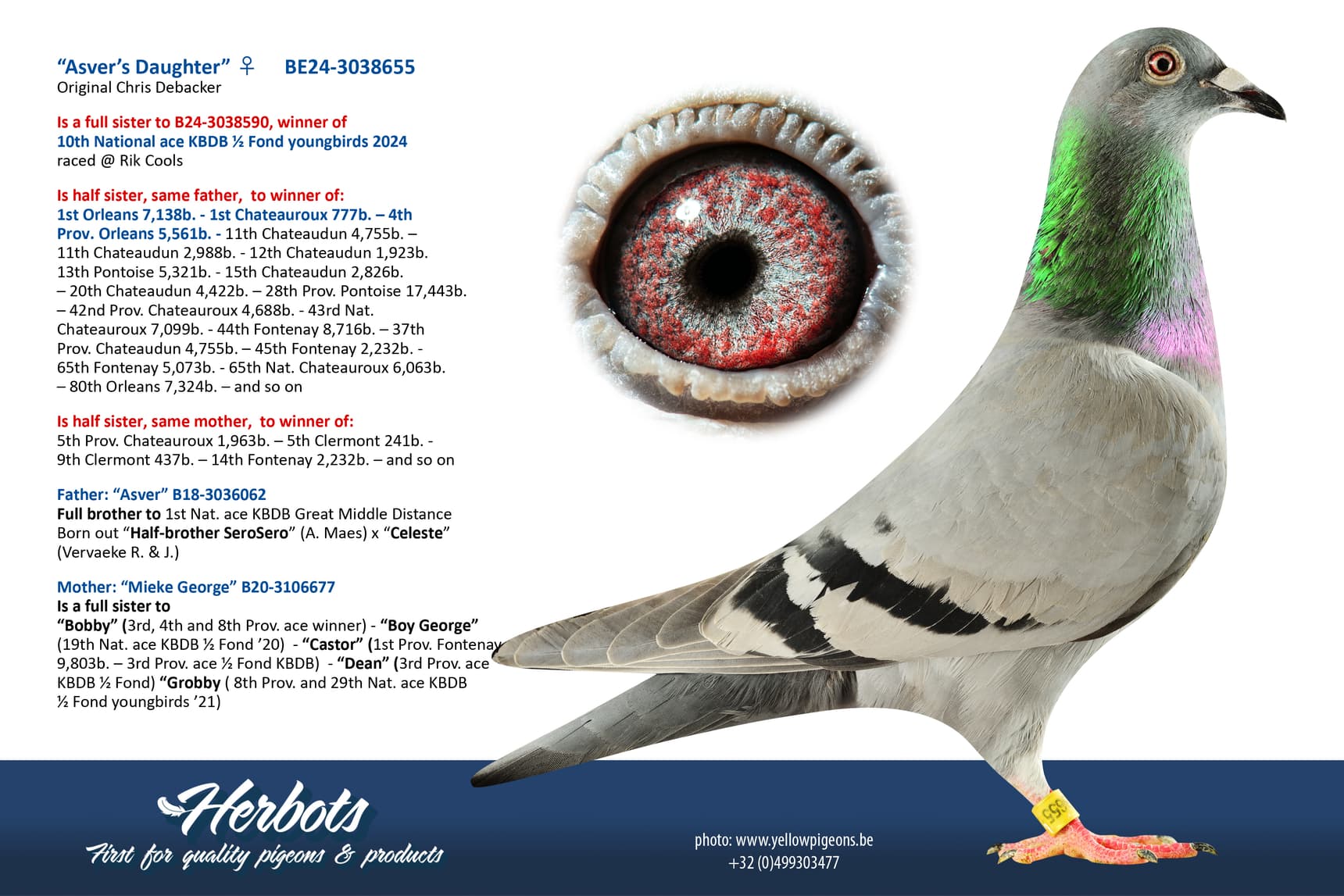 pigeon: undefined