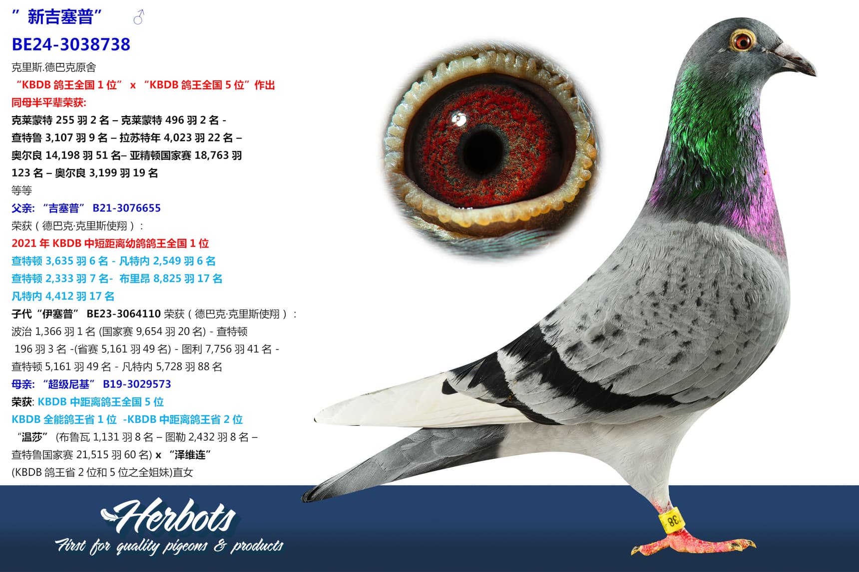 pigeon: undefined