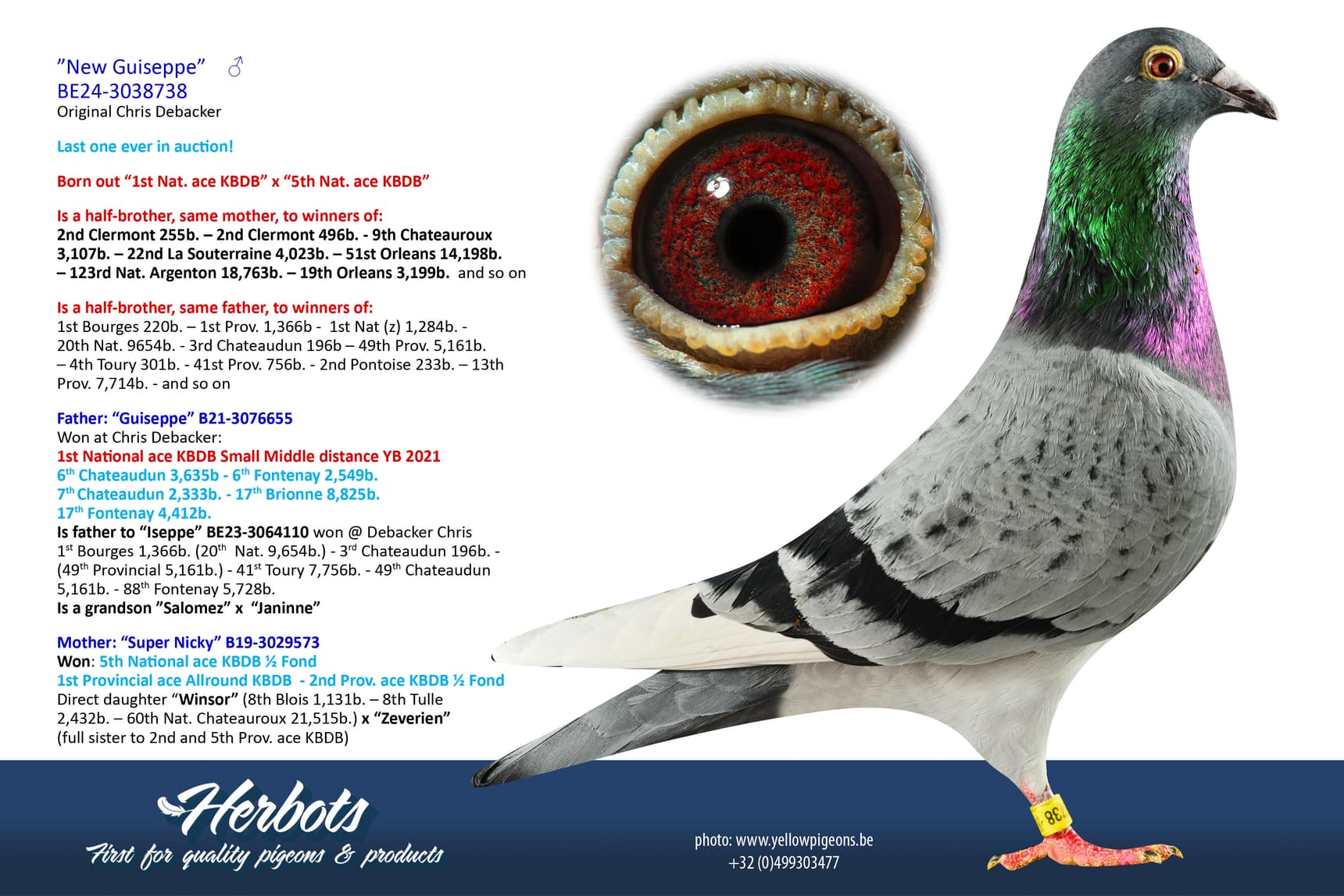 pigeon: undefined