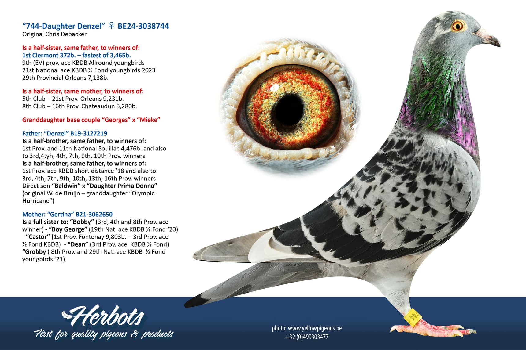 pigeon: undefined
