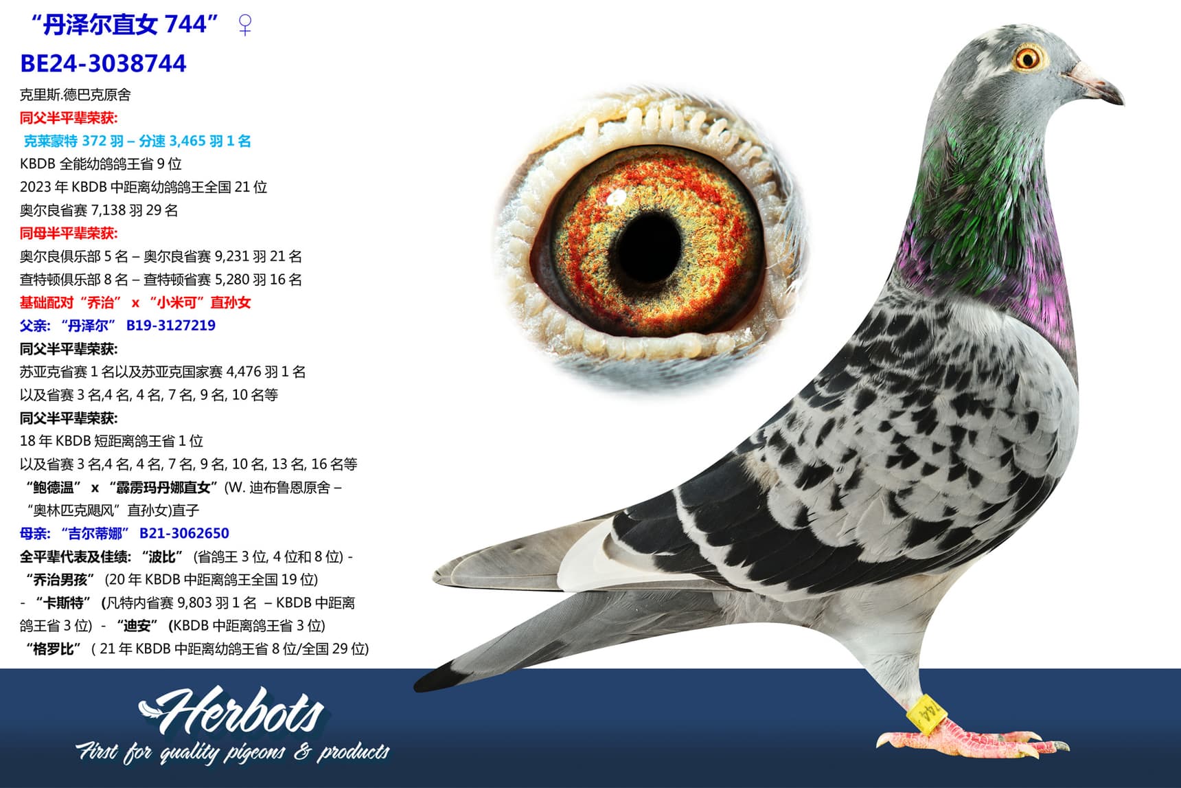 pigeon: undefined